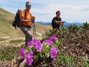 Festa di fiori e marmotte sui sentieri per i Monti Foppa (1895 m) e Avaro (2088 m)–28magg25- FOTOGALLERY